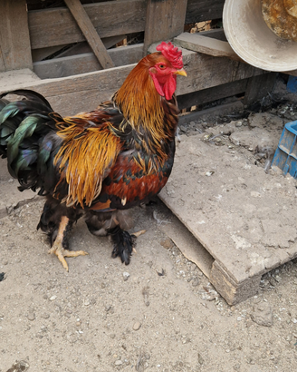 Gallo Brahma