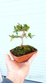 mini bonsai di olivastro 