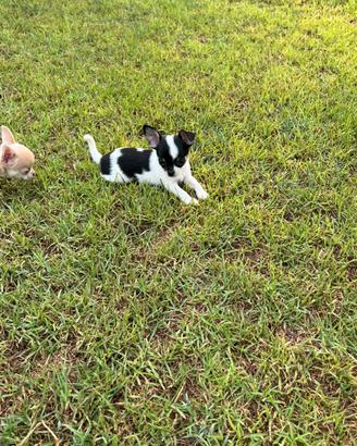 Cucciolo maschio di chihuahua con pedigree
