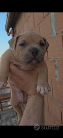 American bully pocket