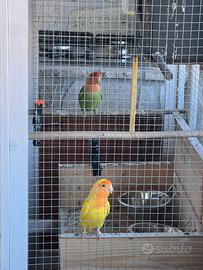 Inseparabili