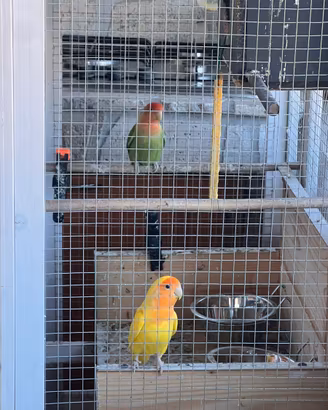 Inseparabili