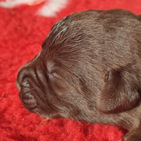 Labrador cioccolato