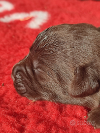 Labrador cioccolato