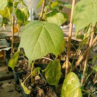 disponibile piante a frutto tropicale 