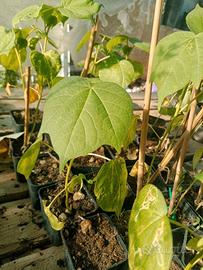 disponibile piante a frutto tropicale 