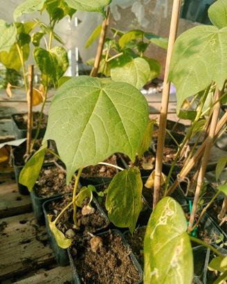 disponibile piante a frutto tropicale 