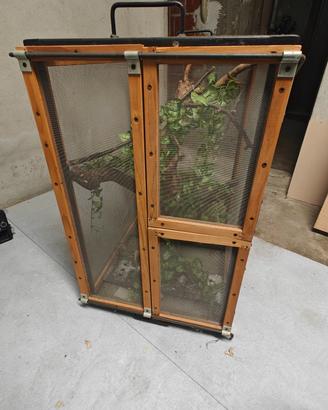 terraio per camaleonte