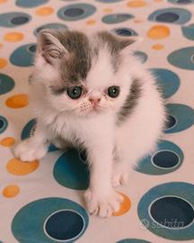 cuccioli di esotici 