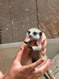 Baby suricati
