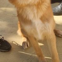 Giovani cani in canili con poca visibilità lazial