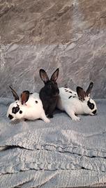 cucciolo coniglio nano vaccinato