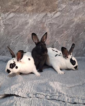 cucciolo coniglio nano vaccinato