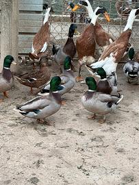 Anatre Sassonia germani mini duck