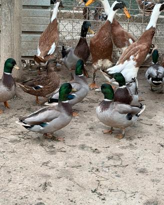 Anatre Sassonia germani mini duck