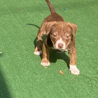 Cuccioli di American Pitbull ukc con Pedigree