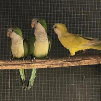 Coppia parrocchetto monaco