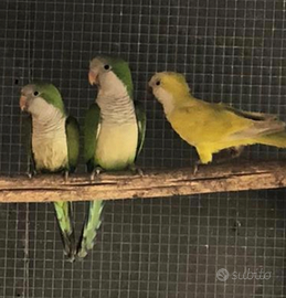 Coppia parrocchetto monaco