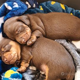 Bassotto taglia nana