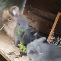 Conigli testa di Leone