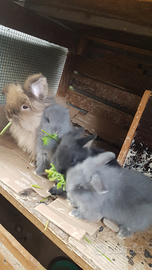 Conigli testa di Leone