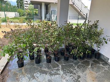 PHOTINIA RED pianta siepe da giardino