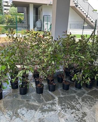 PHOTINIA RED pianta siepe da giardino