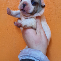 Shiba Inu pedigree Enci