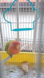 inseparabili 