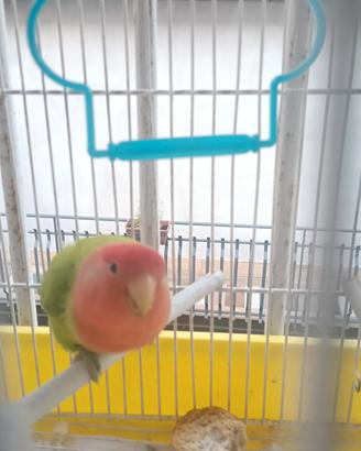 inseparabili 