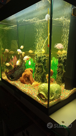 Ciclidi del sud america