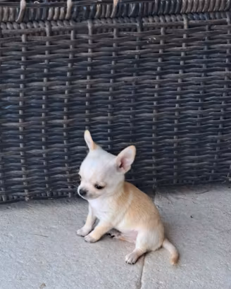 Cuccioli chihuahua