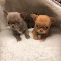 Chihuahua testa a mela