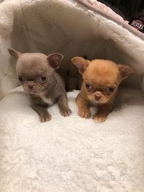 Chihuahua testa a mela