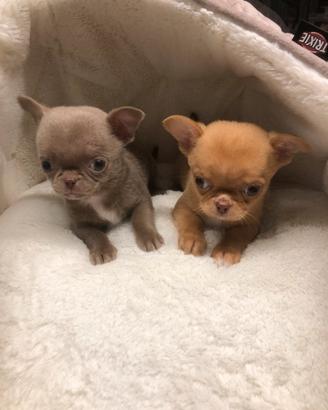 Chihuahua testa a mela