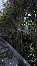 Piante adulte di fotonia