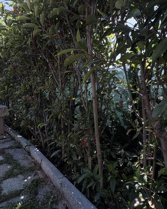 Piante adulte di fotonia