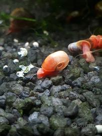 planorbarius lumaca acqua dolce per acquario