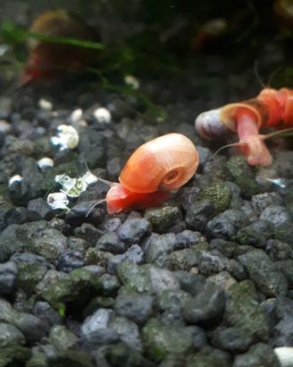 planorbarius lumaca acqua dolce per acquario