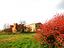 Immagine 7