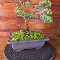 Bonsai di ginepro