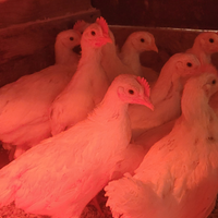 Galline Brahma e Livornese