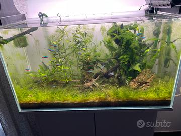 Acquario