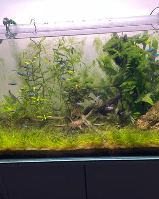 Acquario