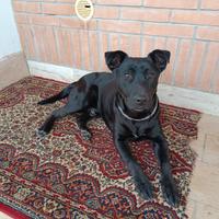 Cane razza tra labrador e pitbull di due anni