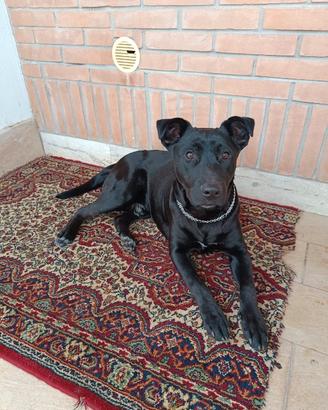 Cane razza tra labrador e pitbull di due anni