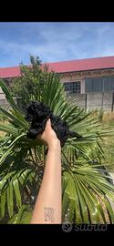 Barboncino toy