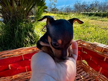 Cuccioli di pincher mini toy