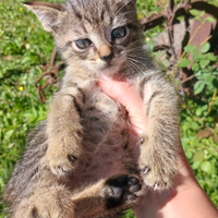 Gattino cucciolo