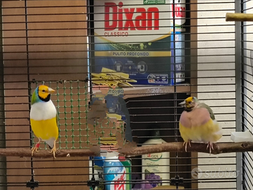 Coppia diamanti di gould